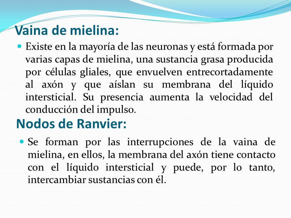 Que funcion cumple la vaina de mielina Que funcion cumple la vaina de mielina